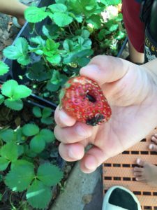 苺の中でダンゴ虫がお食事中⁉︎